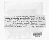 Sphaerulina quercicola image